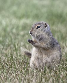 Prairie Dog Royalty Free Stock Photo