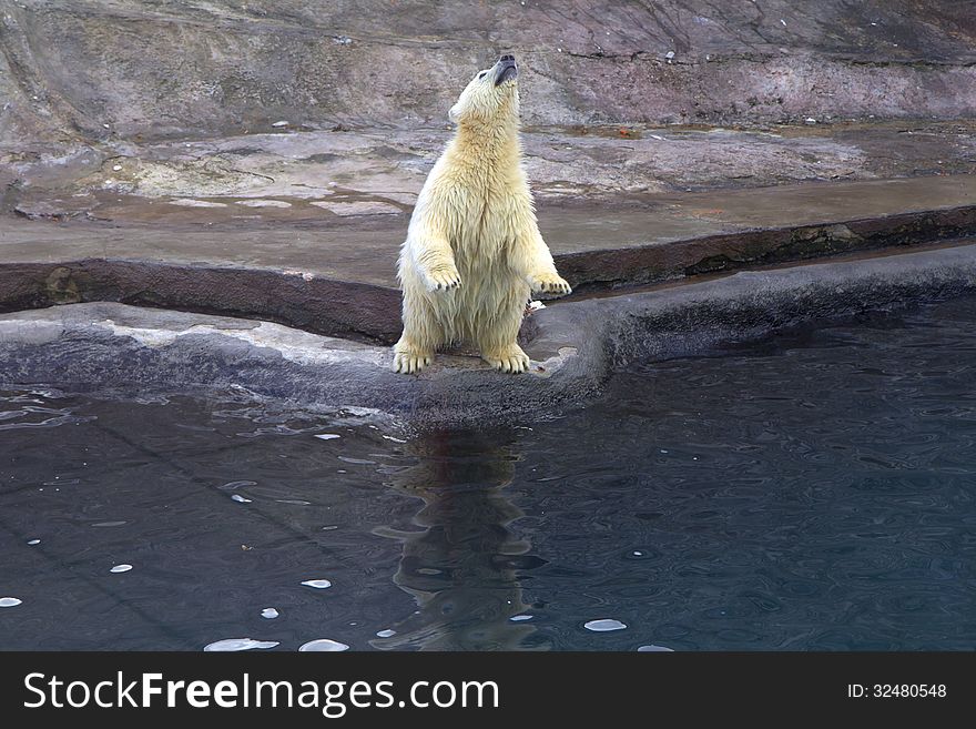 Russia. Moscow Zoo. The Polar Bear.