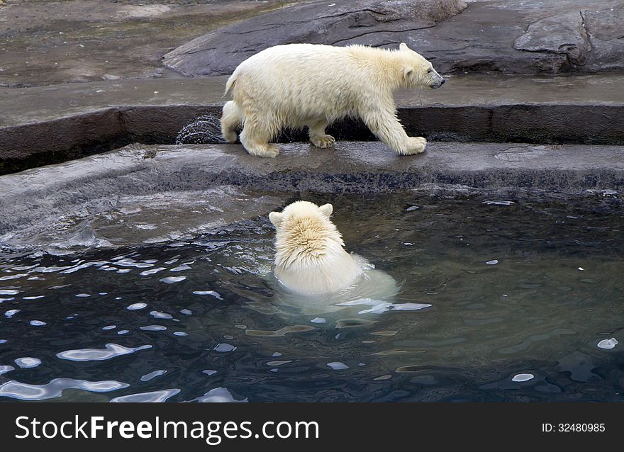 Russia. Moscow Zoo. The Polar Bear.