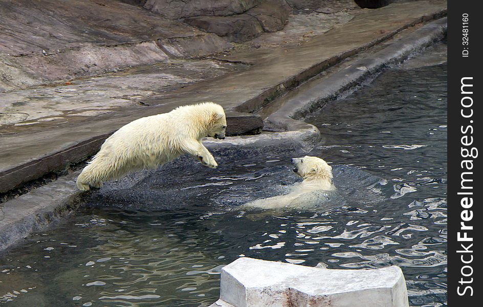 Russia. Moscow Zoo. The Polar Bear.