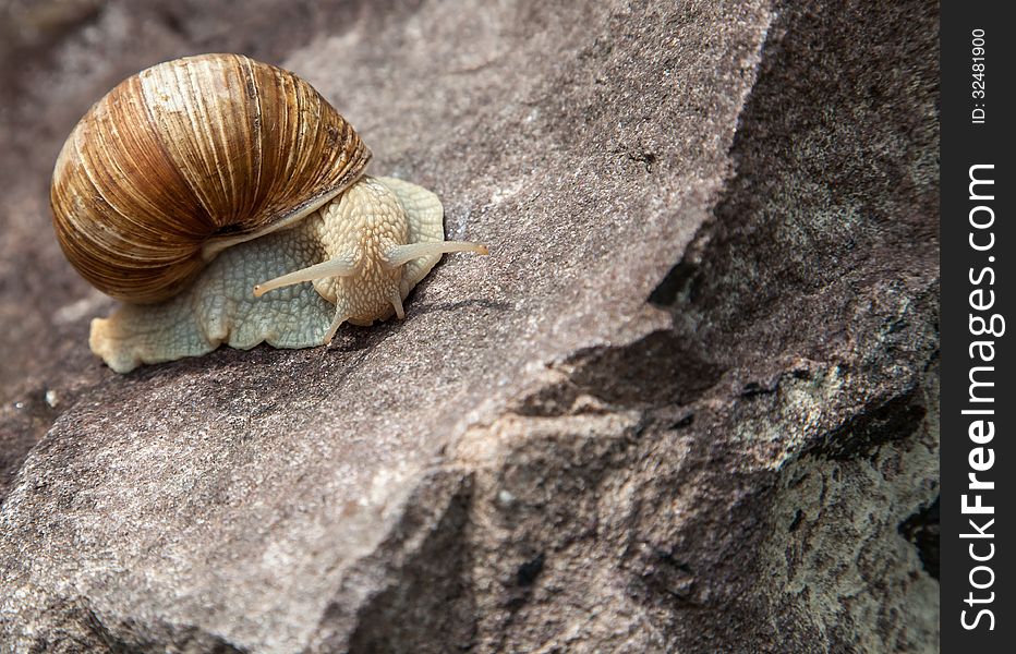 Lonely snail close-up in nature in the summer