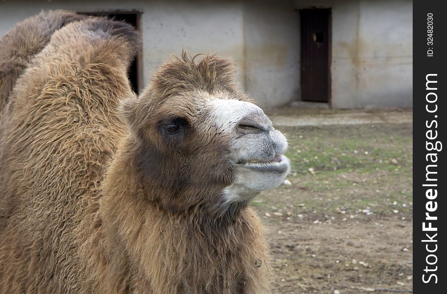 Russia. Moscow zoo. Bactrian camel.