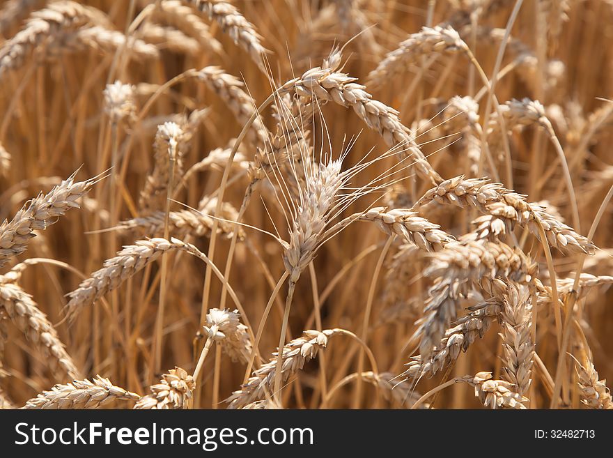 Wheat closeup on nature summer day