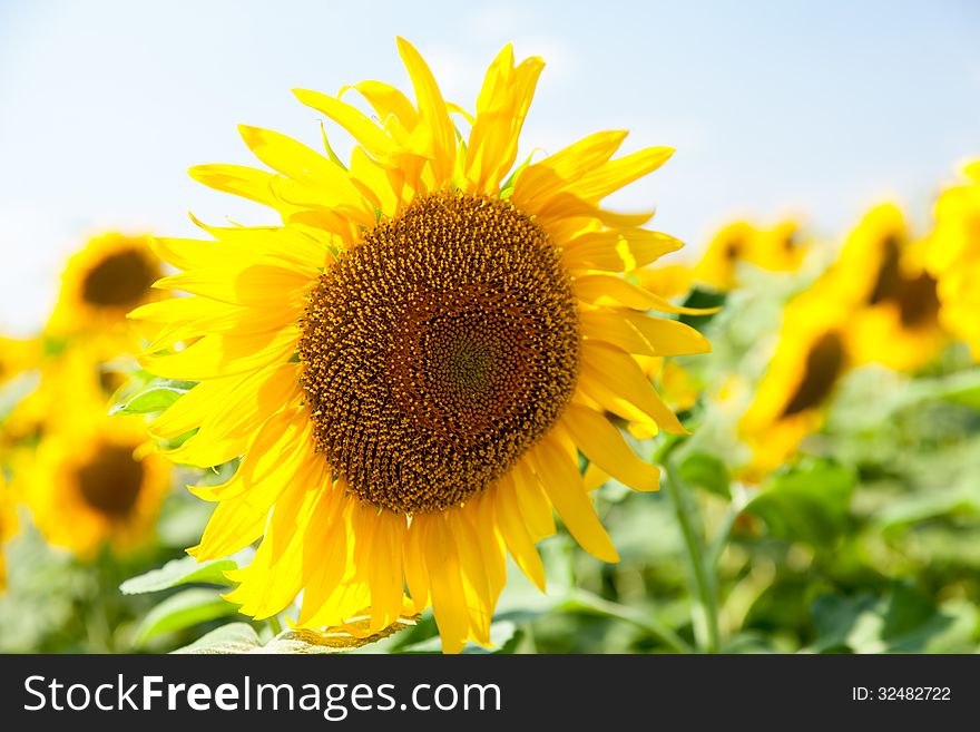 Sunflower close-up outdoors summer day