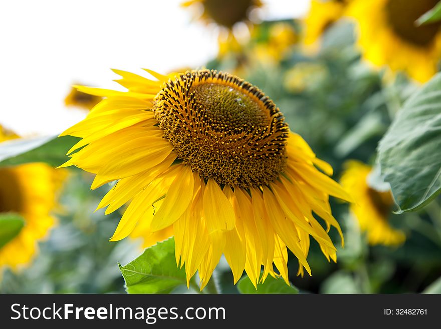 Growing Sunflower Close-up