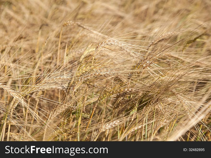 Rye Field Close Up In Nature