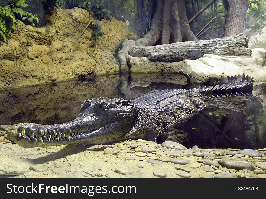 Russia. Moscow zoo. Crocodile.