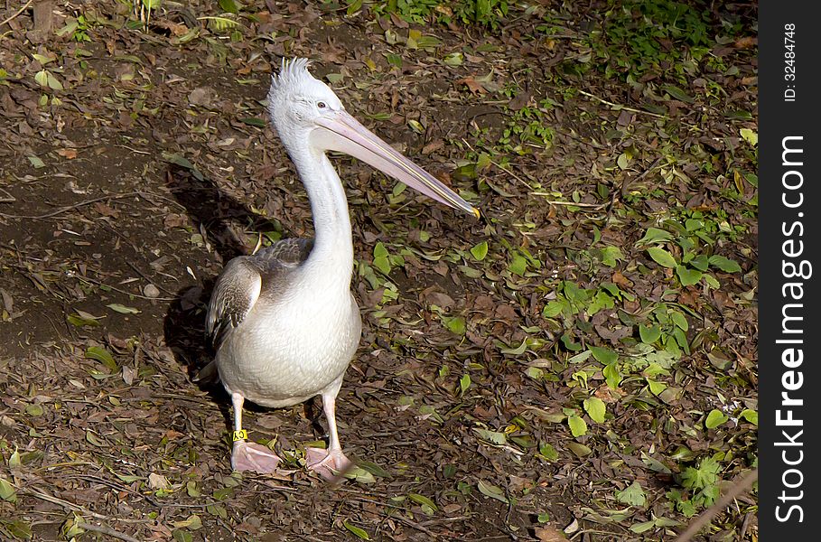 Russia. Moscow zoo. Pelican.