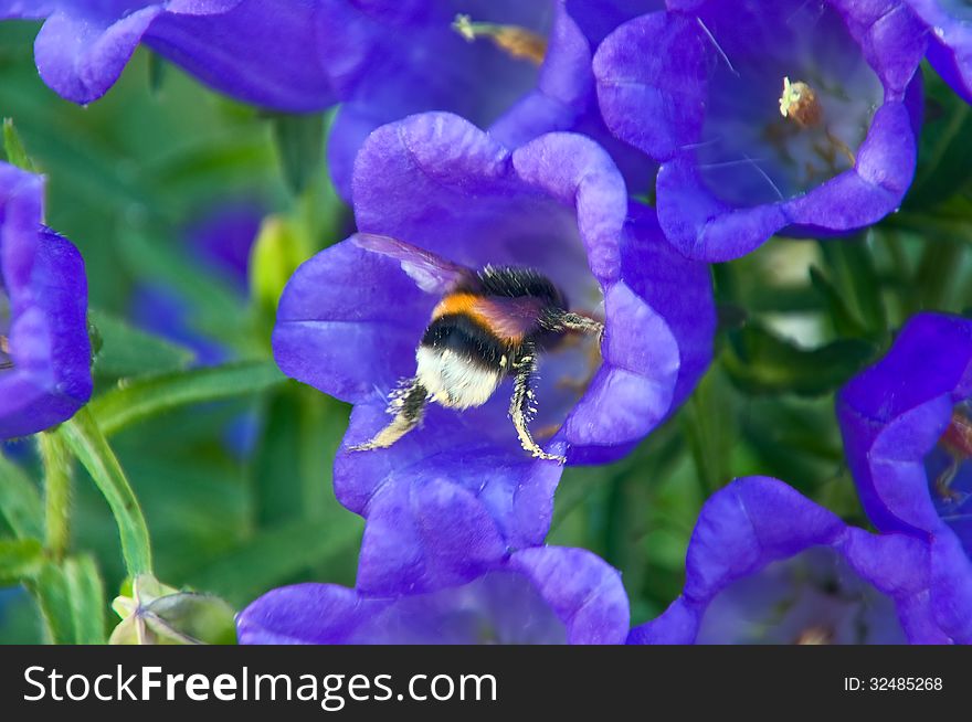 Big bumblebee flies in the blue bluebell flower