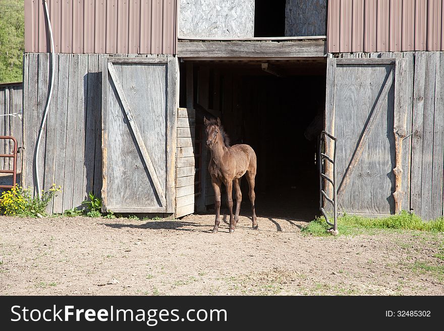 A brown foal with black mane and tail.