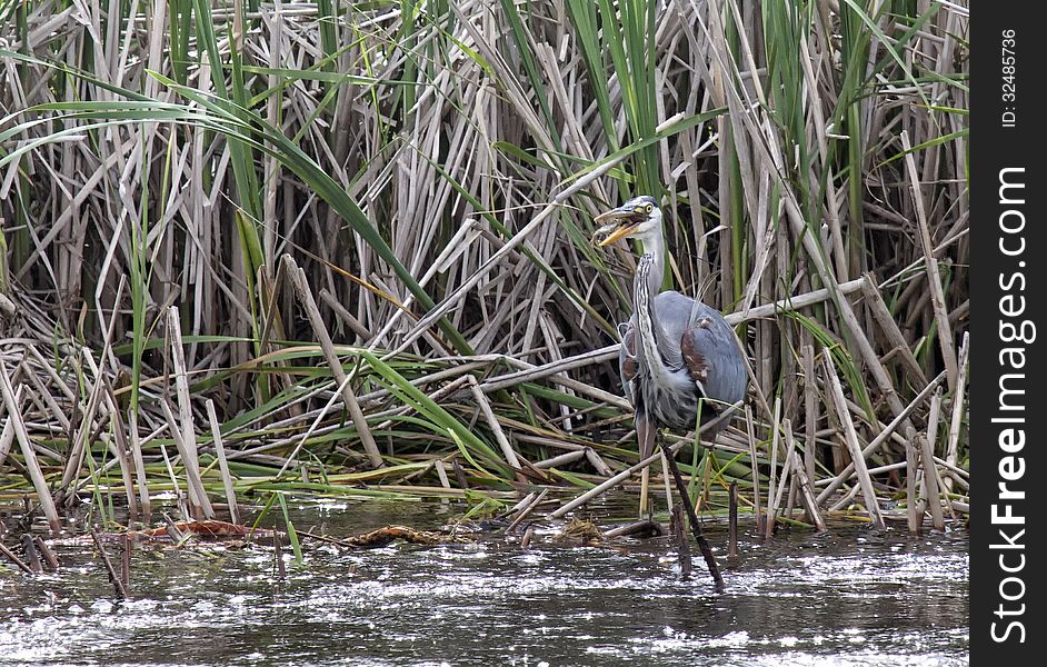 Great Blue Heron Eating A Fish