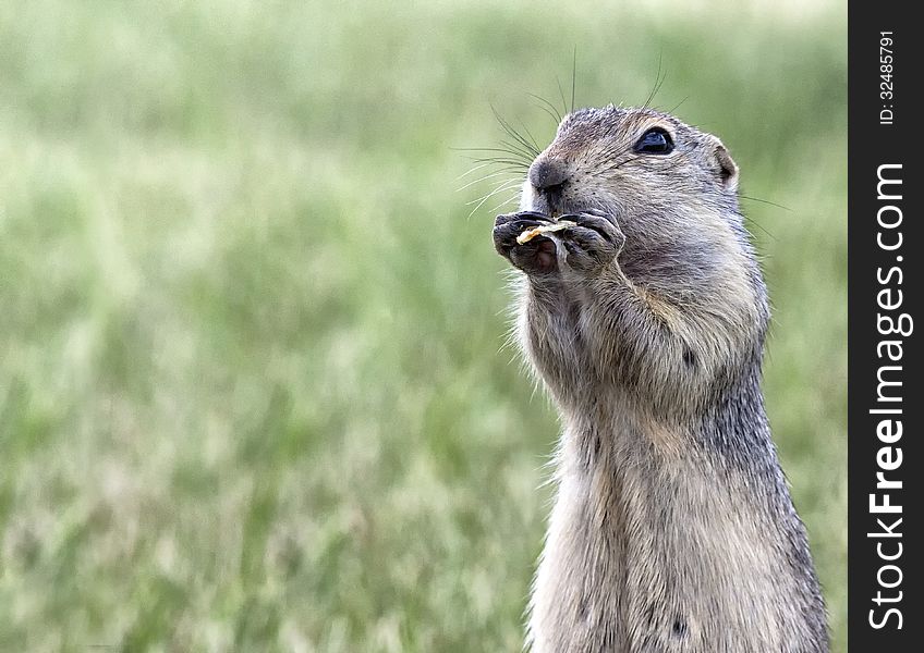 Prairie dog eating a potato chip