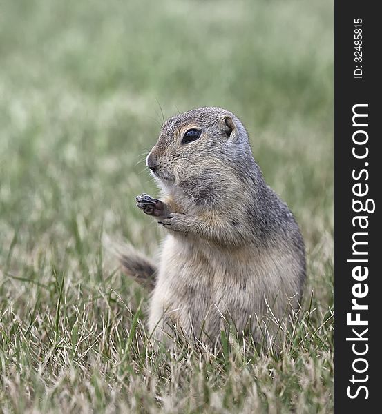 Close up image of a prairie dog profiled