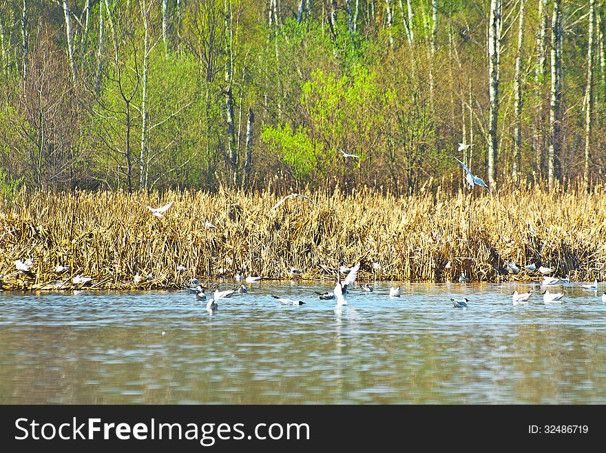 Landscape with nesting colony of blackheaded gulls. Landscape with nesting colony of blackheaded gulls
