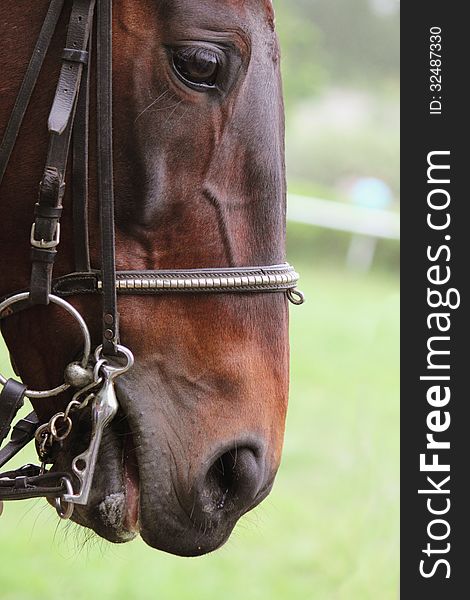 Head of horse on a green background