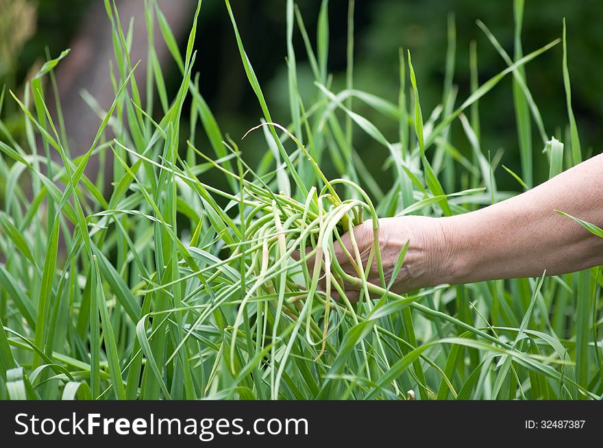 Garlic spears in the hand above growing garlic plants