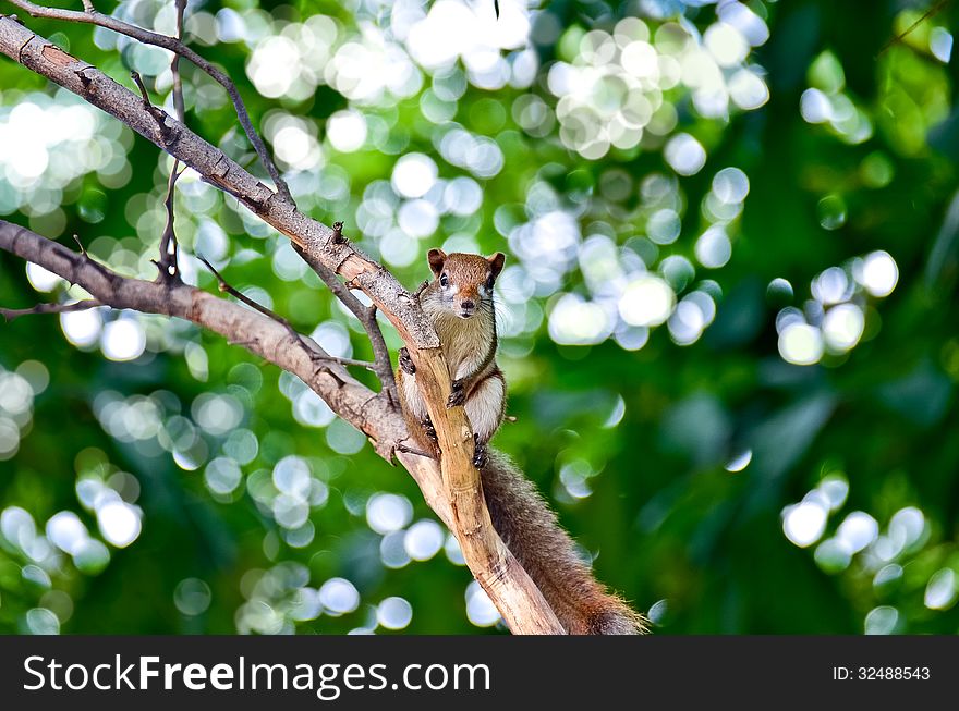 Portrait of a Squirrel, seen here climbing a tree branch