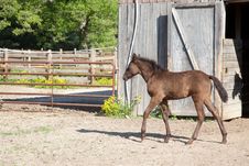 Foal Stock Photography Foal Stock Photography