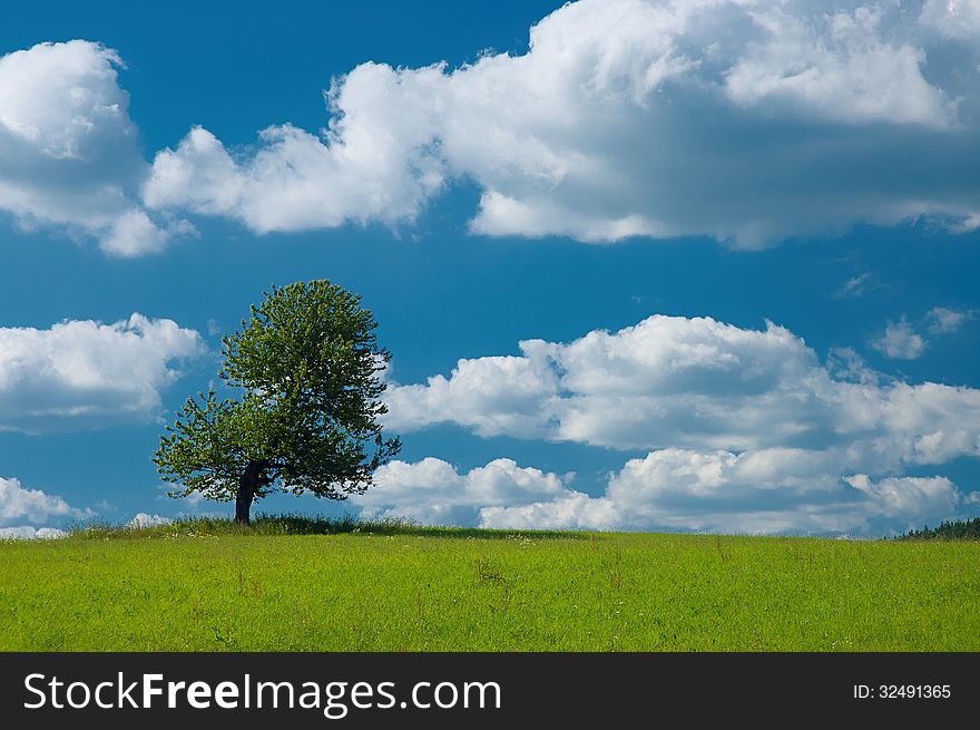 Lonely tree on meadow with sky in background. Lonely tree on meadow with sky in background