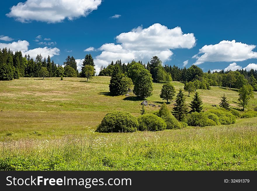 Summer meadow with trees in the background