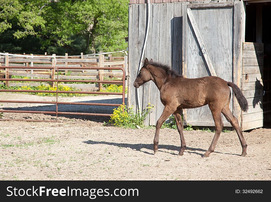 A brown foal with black mane and tail.