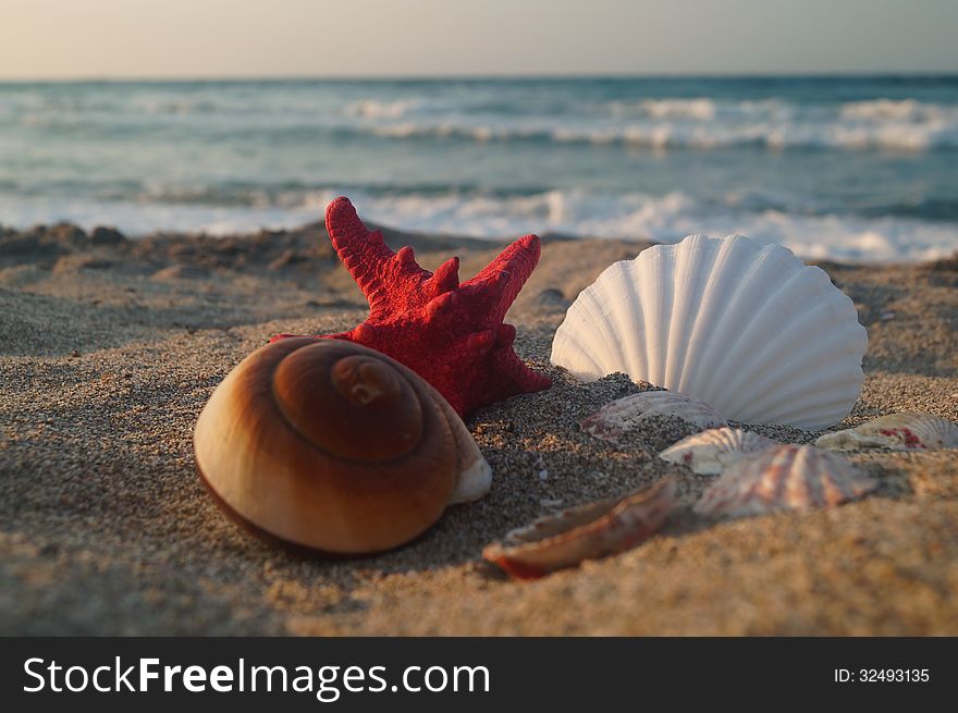 Shells on the sand and big red seastar. Shells on the sand and big red seastar