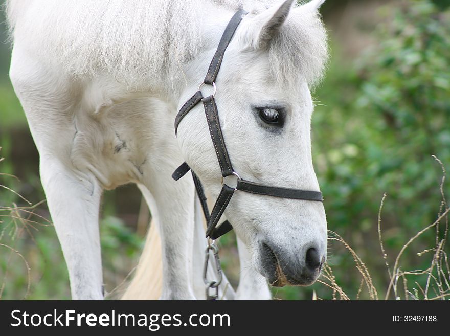 Sad white horse, close up