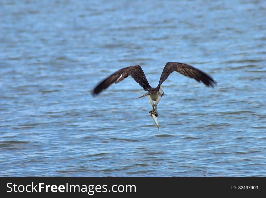 Osprey With A Catch