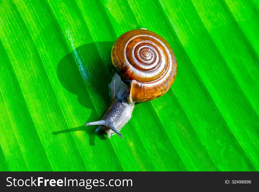 Snail crawling on the wet banana leaf. Snail crawling on the wet banana leaf