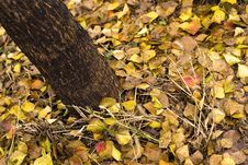 Free Yellow Leaves In Xixi Wetland Stock Photography - 3253252