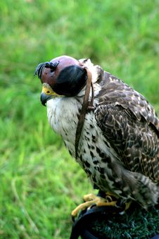 A Hooded Falcon Stock Photography