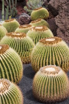 Golden Barrel Cactus Royalty Free Stock Photography