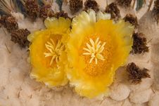 Giant Barrel Cactus Flowers Stock Photo Giant Barrel Cactus Flowers Stock Photo