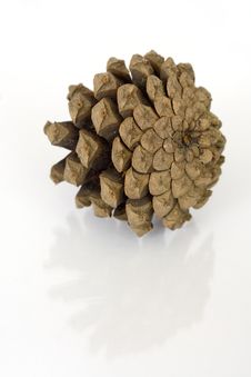 Pine Cone Isolated Over White Royalty Free Stock Photography Pine Cone Isolated Over White Royalty Free Stock Photography