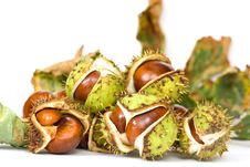 Chestnuts Close Up Isolated Stock Images Chestnuts Close Up Isolated Stock Images