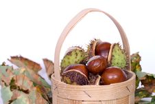 Chestnuts Close Up Isolated Stock Photos Chestnuts Close Up Isolated Stock Photos