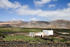 Cactus Farm In Lanzarote Royalty Free Stock Photography Cactus Farm In Lanzarote Royalty Free Stock Photography