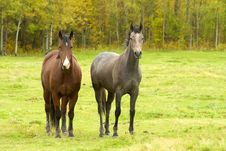 Two Horses In Autumn Field Royalty Free Stock Images Two Horses In Autumn Field Royalty Free Stock Images