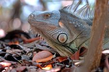 Green Iguana Stock Photo Green Iguana Stock Photo