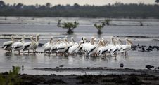 White Pelicans In The Water Royalty Free Stock Images White Pelicans In The Water Royalty Free Stock Images