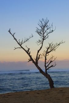 Dead Tree On The Beach Royalty Free Stock Photography Dead Tree On The Beach Royalty Free Stock Photography