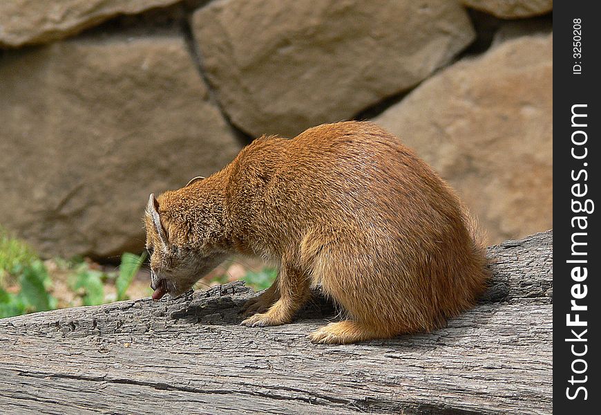 Yellow mongoose - Cynictis penicillata
The Yellow Mongoose, sometimes referred to as the Red Meerkat, is a small mammal averaging about 1 lb (1/2 kg) in weight and about 20 in (500 mm) in length. A member of the mongoose family, it lives in open country, from semi-desert scrubland to grasslands in Angola, Botswana, South Africa, Namibia, and Zimbabwe.