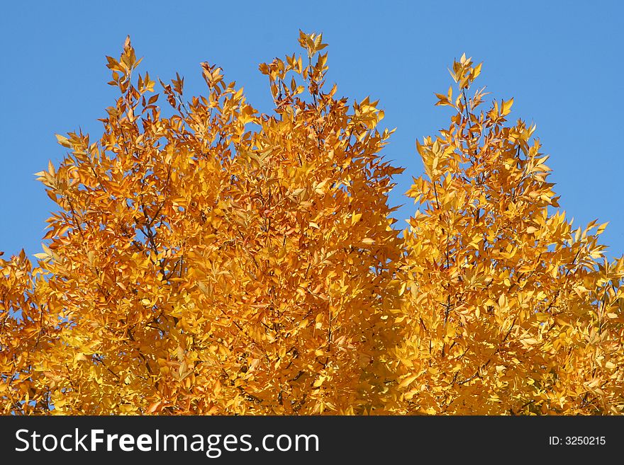 Tree leafs in autumn, yellow colour. Tree leafs in autumn, yellow colour