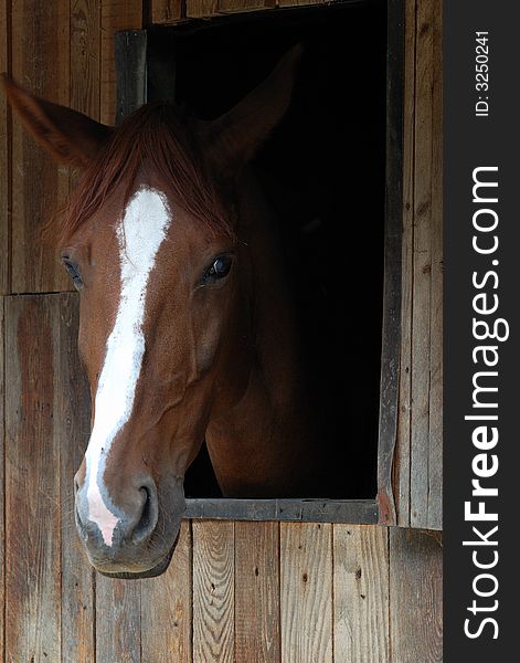 Brown horse portrait