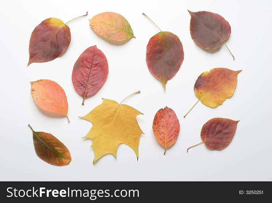 Autumn leaves on a light background