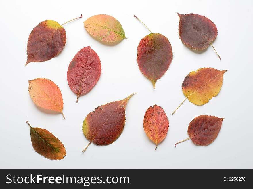 Autumn leaves on a light background