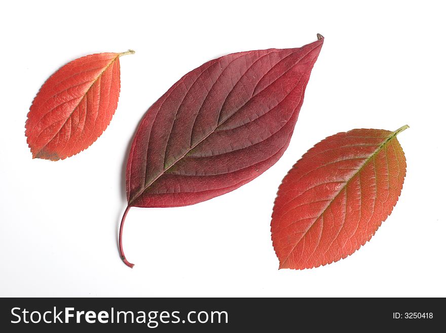Autumn leaves on a light background