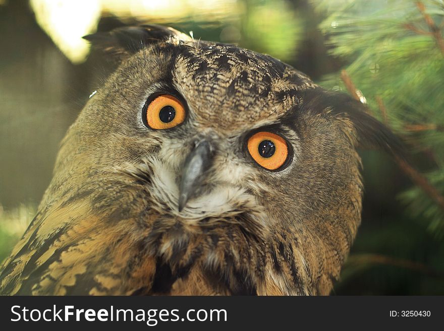 Great eagle-owl face close-up portrait