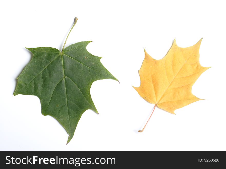 Autumn leaves on a light background