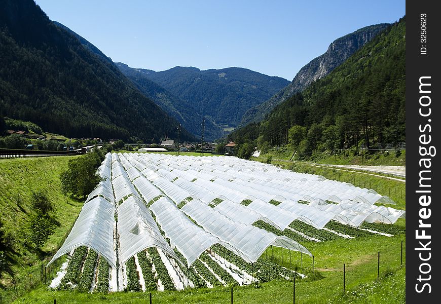 Strawberry field in Alps